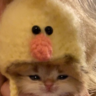Логотип телеграм канала @catsc — мемные животные