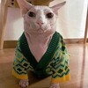 Логотип телеграм канала @catscatsmorecatspic — кошки котики котята