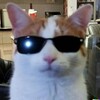 Logo of telegram channel catsconfession — cats confession!!