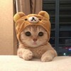 Логотип телеграм канала @catsdogsmemes — Домашние животные // Мемы