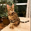 Логотип телеграм канала @catshakira1 — Кошка Шакира