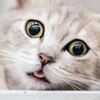 Логотип телеграм канала @catshef — Котики