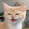 Логотип телеграм канала @catsilcats — cats, i love cats