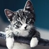 Логотип телеграм канала @catsintg7 — Котики