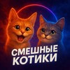 Telegram channel Смешные коты | котики | котята logo