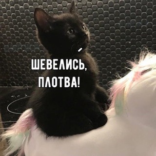 Логотип телеграм канала @catsmemes — Котомемы / Сats mem
