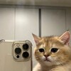 Telegram channel cat core [strange catposting^^] logo