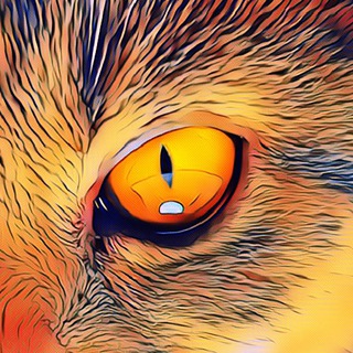 Логотип телеграм канала @catsofy — Жизнь с кошкой