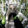 Логотип телеграм канала @catsrescue — Служба спасения котиков (Иркутск)