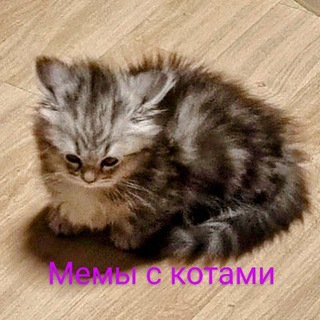 Логотип телеграм канала @catsrofls — Мемы с котами (приколы)