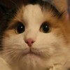 Логотип телеграм канала @catss112 — Кошки