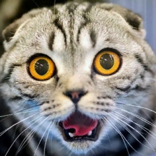 Логотип телеграм канала @catsvibeos — Кошкины😻 Приколы😸