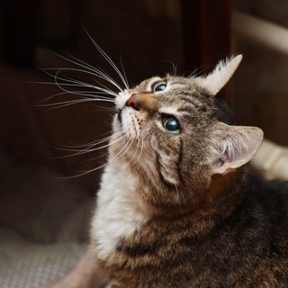 Логотип телеграм канала @catswannahome — Кошки ищут Дом