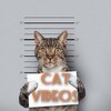 Logo of telegram channel catvideoss — Cat Videos 🐈