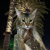 Логотип телеграм канала @catvpnblog — CatVPN | Новости