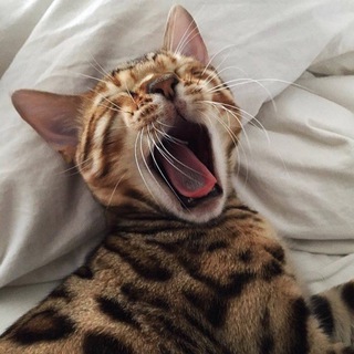 Логотип телеграм канала @catzmem — Котомем