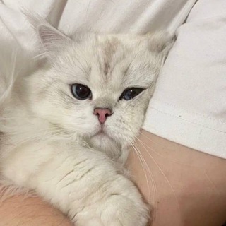 Логотип телеграм канала @catzmemes — Показываем мемов