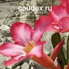 Логотип телеграм канала @caudex_ru — Caudex.ru