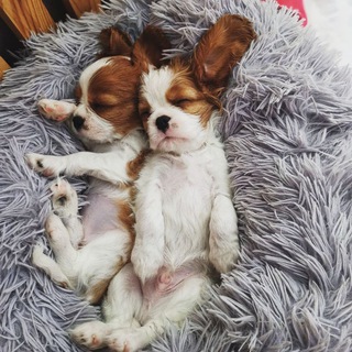 Логотип телеграм канала @cavalier_kingcharlesspaniel — Кавалер Кинг Чарльз спаниель/Cavalier King Charles Spaniel