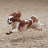 Логотип телеграм канала @cavalierixx — welcome to forever | agility