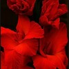 Логотип телеграм канала @cax222 — О 🥀СОЗНАНИЕ РЕАЛЬНОСТИ