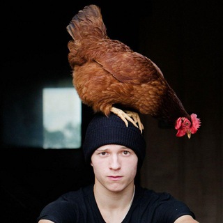 Логотип телеграм канала @celebanimal — CelebAnimal