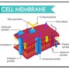 Лагатып тэлеграм-канала cellularlevel — Клеточный уровень