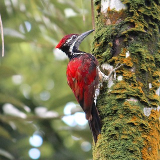 Logo of telegram channel ceylonwildlife — Ceylon Wildlife Photography