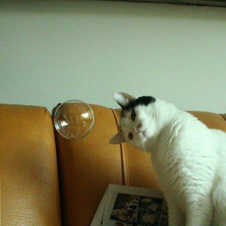 Логотип телеграм канала @chainipaketik — 🍥🪻Чайный пакетик🪻🍥