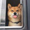 Логотип телеграм канала @channel_sobaken — Собакен🐶