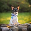 Logo of telegram channel charlidziaa — 🐾Dog Photos/Zakky📷