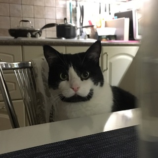 Logo of telegram channel charliethecat — Charlie the cat