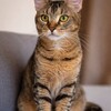Логотип телеграм канала @chausie_buy — Чаузи котята • Chibiusa