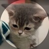 Логотип телеграм канала @checkiotxrocket — Чеки xRocket и реферальные чеки