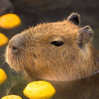 Логотип телеграм канала @checks_from_capybara — КРИПТО ЧЕКИ ОТ КАПИБАРЫ