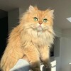Логотип телеграм канала @cheese_f4nart — Сырная жизнь Хвалея Антона