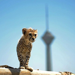 لوگوی کانال تلگرام cheetah_trade — 🐆Cheetah Trade🐆