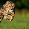 Logo of telegram channel cheetaload — Cheetah Load [Baap Of All Load] (2018)