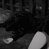 Логотип телеграм канала @chenkovare — несса