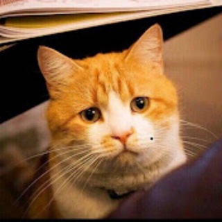 Logo de la chaîne télégraphique chenyifaer0 - 陈一发儿