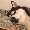 Логотип телеграм канала @chepshirra — ВИНСТОН ЧЕПЧИК