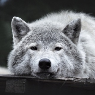 Логотип телеграм канала @chertogvolka — Чертог Волка