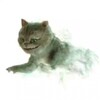 Логотип телеграм канала @cheshire_cat_adventures — Похождения Чеширского Кота