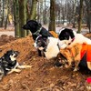 Логотип телеграм канала @chetveronogaya_komanda — "Четвероногая команда"🐶🐾