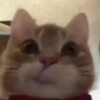 Логотип телеграм канала @cheyanesyy — чё я несу
