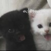 Логотип телеграм канала @chi4nzesnail — chinzes nail?
