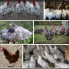 Логотип телеграм канала @chicken_rayaba — Куры молодки чита