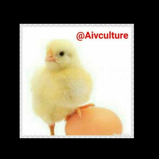 لوگوی کانال تلگرام chickenbreedingprinciples — اصول پرورش مرغ(اصلی)