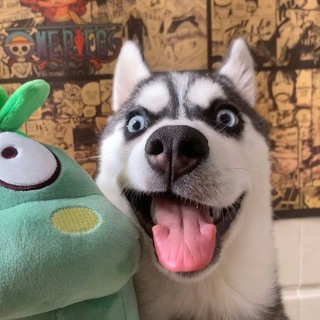 电报频道的标志 chigua_07 — 搞笑吃瓜🐶内涵段子/奇趣百科