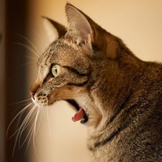 电报频道的标志 chigua_900l — 🍉每日吃瓜|搞笑|猎奇轻松一刻